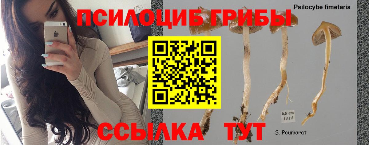 Галлюциногенные грибы прущие грибы Верхний Уфалей